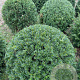Taxus baccata 80-85 cm met kluit bol