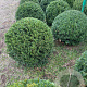 Taxus baccata 80-85 cm met kluit bol