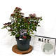 Viburnum tin. Spirit 40-50 cm 5,0L