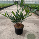 Prunus l. 'Otto Luyken' 20-30 cm 2,0L