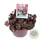 Heuchera m. 'Palace Purple' GM C5