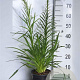 Liatris spicata GM 2,0L