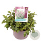 Veronica spic. Anniversary Rose GM C5