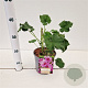Lavatera olbia 'Rosea' GM 2,5L