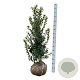 Ilex meserv. 'Heckenpracht' 100-125 cm met kluit