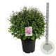 Syringa Bloomerang Dark Purple 50-60 cm 30L extra
