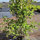 Amelanchier lamarckii 125-150 cm 15L
