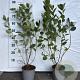Aronia melanocarpa 40-60 cm 2,0L