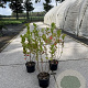Aronia melanocarpa 40-60 cm 2,0L