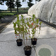 Aronia melanocarpa 40-60 cm 2,0L