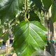 Betula papyrifera 12-14 HO container
