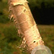 Betula papyrifera 12-14 HO container