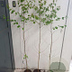 Betula pendula 125-150 cm 2,0L