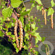 Betula pendula 8-10 HO container