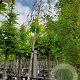 Betula pendula 8-10 HO container
