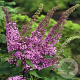 Buddleja d. 'Fascinating' 40-60 cm 2,0L