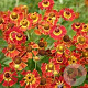 Helenium 'Königstiger' GM P9