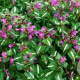 Lamium mac. 'Roseum' GM P9