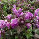 Lamium mac. 'Roseum' GM P9