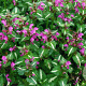 Lamium mac. 'Roseum' GM P9