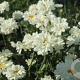Leucanthemum 'Paladin' GM P9