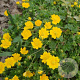 Potentilla crantzii 'Goldrausch' GM P9