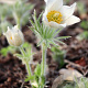 Pulsatilla v. 'Alba' GM P9