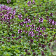 Thymus puleg. 'Tabor' GM P9