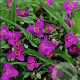 Tradescantia (A) 'Karminglut' GM P9