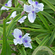 Tradescantia (A) 'Karminglut' GM P9