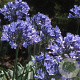Agapanthus 'Purple Cloud' GM P9