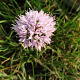 Allium senescens 'Lisa Green' GM P9