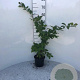 Carpinus betulus 60-80 cm 2,0L