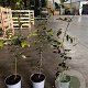 Carpinus betulus 80-100 cm 2,0L