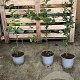 Carpinus betulus 80-100 cm 2,0L