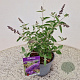 Buddleja Free Petite Blue Heaven 20-25 cm 2,5L