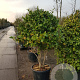 Camellia japonica 125-150 cm container paraplu