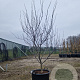 Cercis can. 'Forest Pansy' 175-200 cm container meerstammig