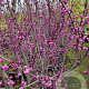 Cercis can. 'Forest Pansy' 175-200 cm container meerstammig