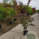 Cercis can. 'Forest Pansy' 175-200 cm container meerstammig