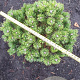 Pinus mugo 'Mops' 25-30 cm met kluit