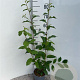 Frangula alnus 60-80 cm 2,0L