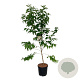 Heptacodium miconioides 100-125 cm 15L