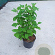 Hydrangea a. Strong Annabelle 60-80 cm 10L