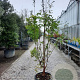 Acer griseum 175-200 cm 50L meerstammig