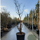 Acer griseum 200-250 cm cont. 110L MPS