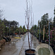 Acer griseum 250-300 cm container meerstammig