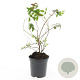 Hypericum 'Hidcote' GM 1.5