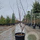 Acer pal. 'Atropurpureum' 125-150 cm container extra
