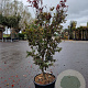 Acer pal. 'Bloodgood' 125-150 cm 30L